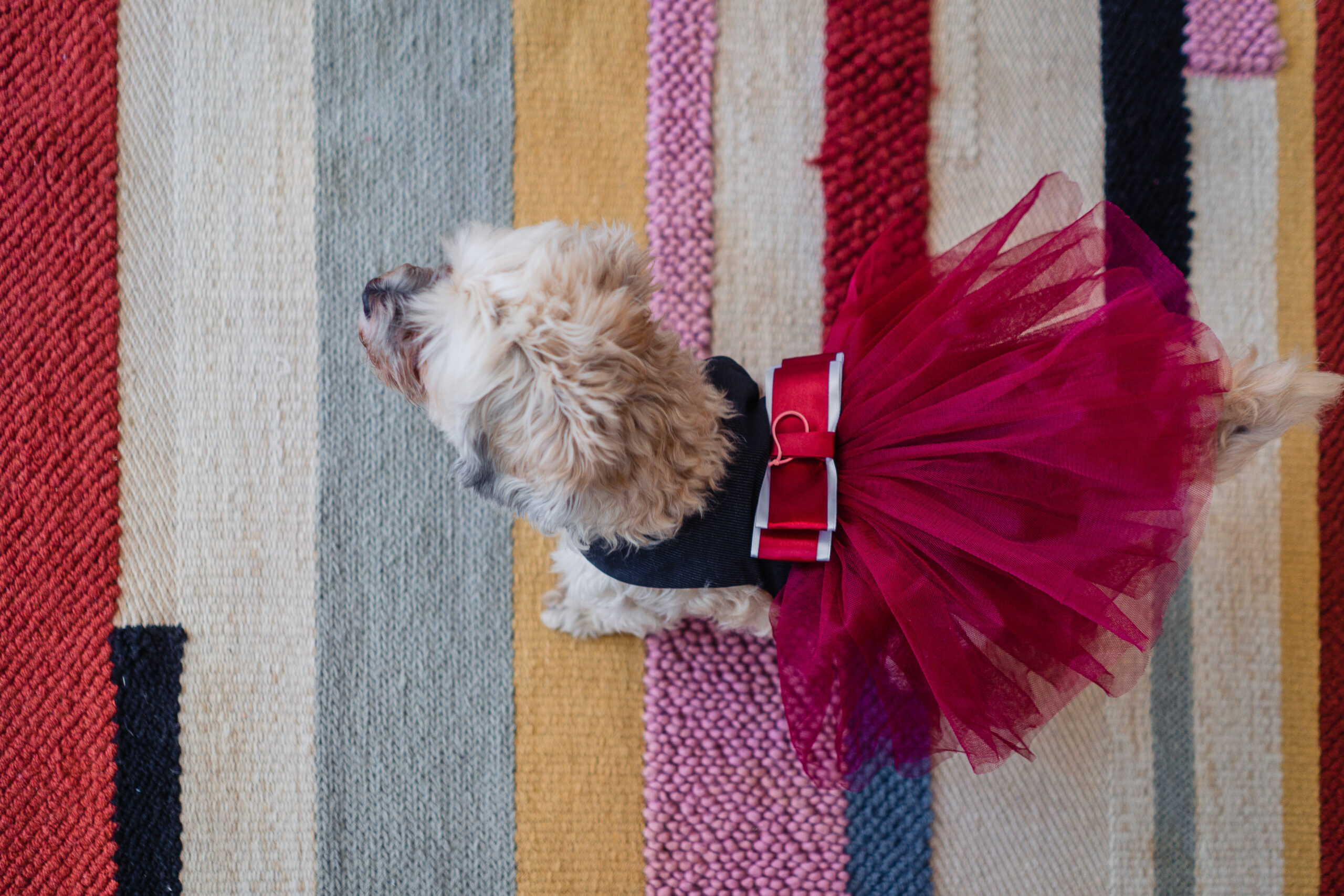Animale la Nuntă: Da sau Nu? Sfatul Fotografului 3 Animale la nunta - dog wedding fashion