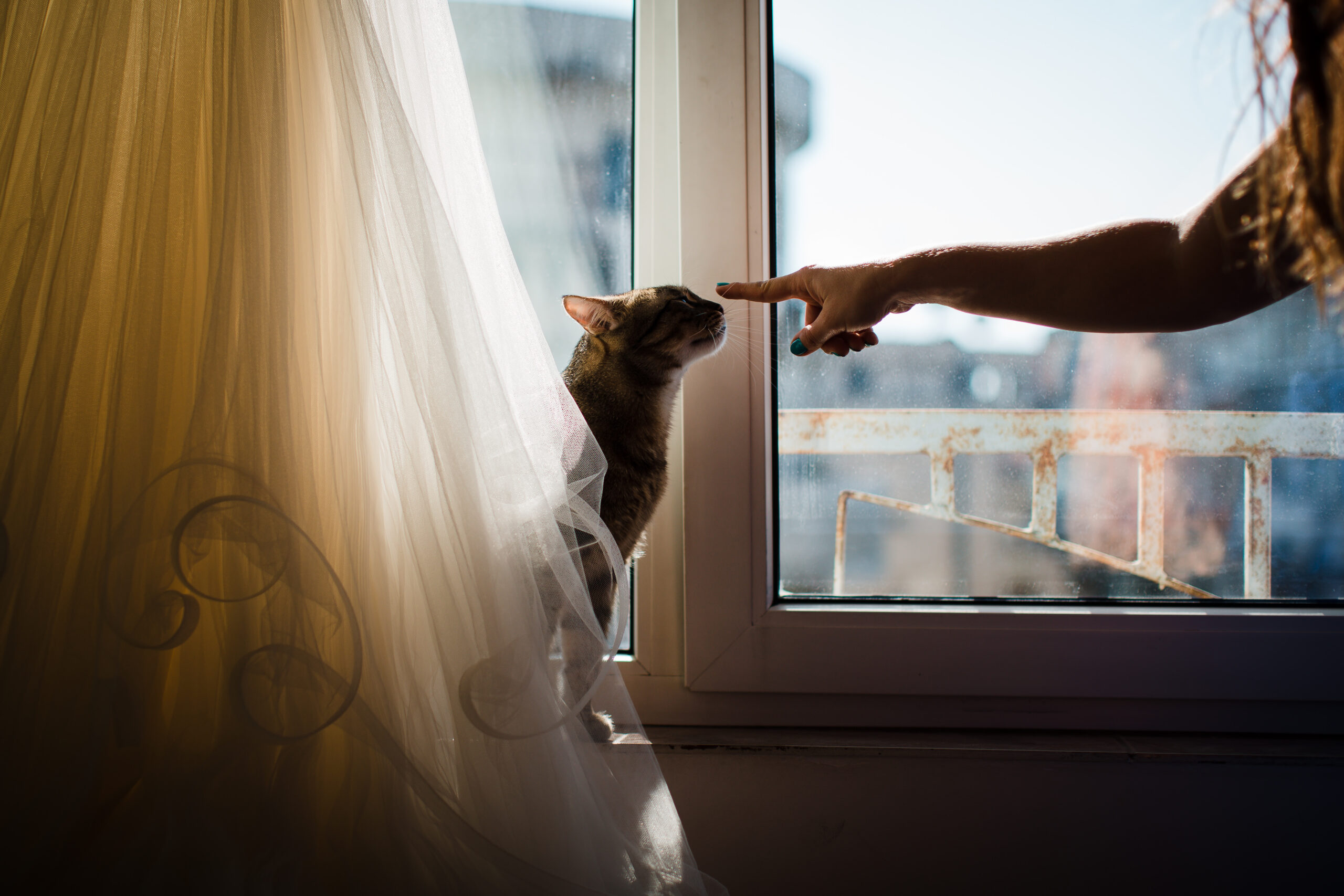 Animale la Nuntă: Da sau Nu? Sfatul Fotografului 5 Animale la nunta - pisica si rochia de mireasa