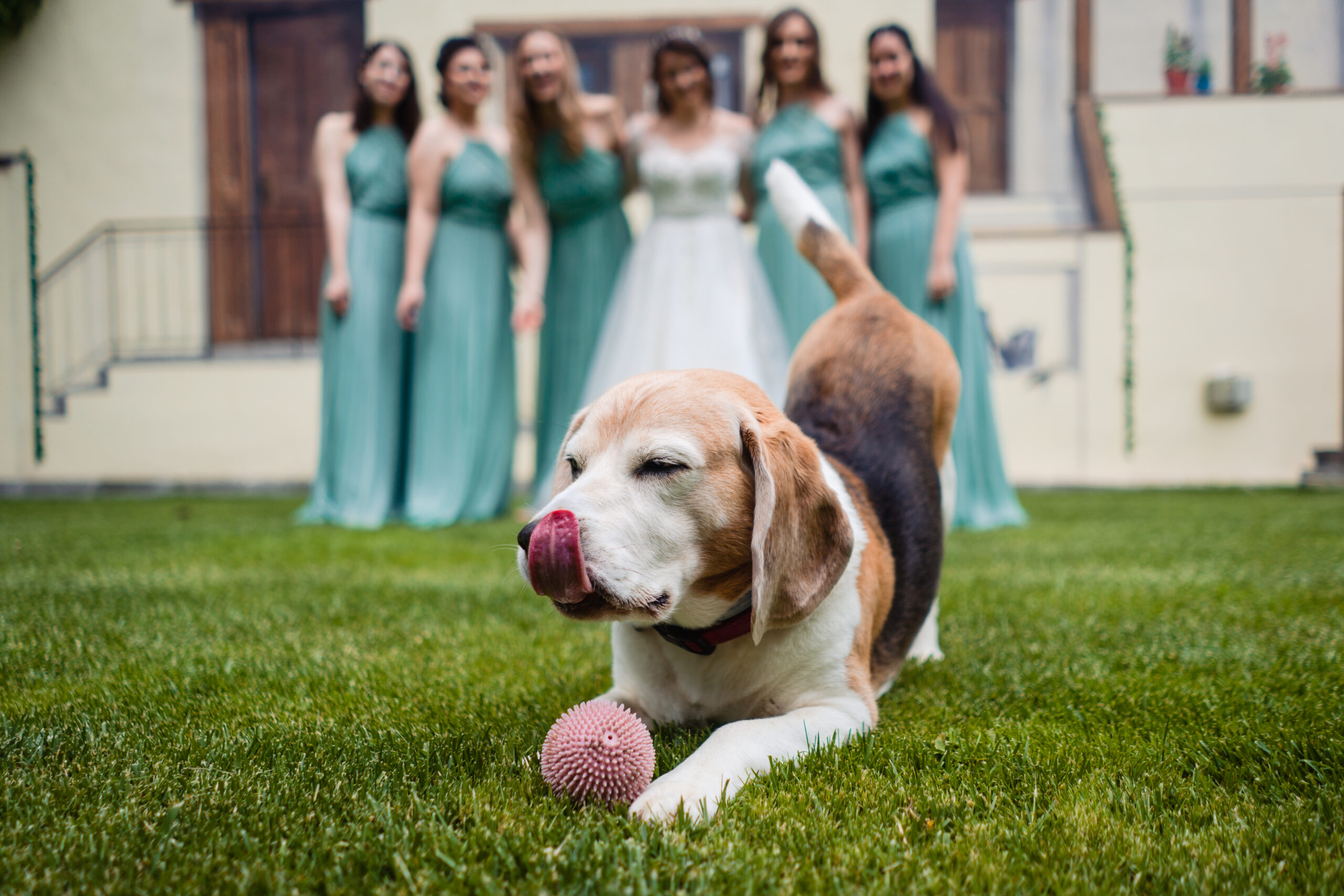 Animale la Nuntă: Da sau Nu? Sfatul Fotografului 1 Animale la nunta - beagle haios la sesiunea foto cu mireasa si domnisoarele de onoare